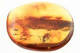 Fossil Tooth-Nosed Snout Weevil (Attelabidae) in Baltic Amber - Rare! #362680-1